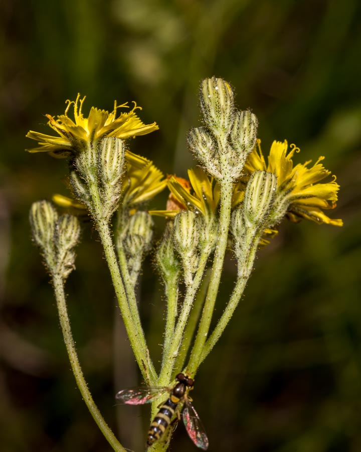 Pilosella piloselloides (=Hieracium piloselloides) / Sparviere fiorentino